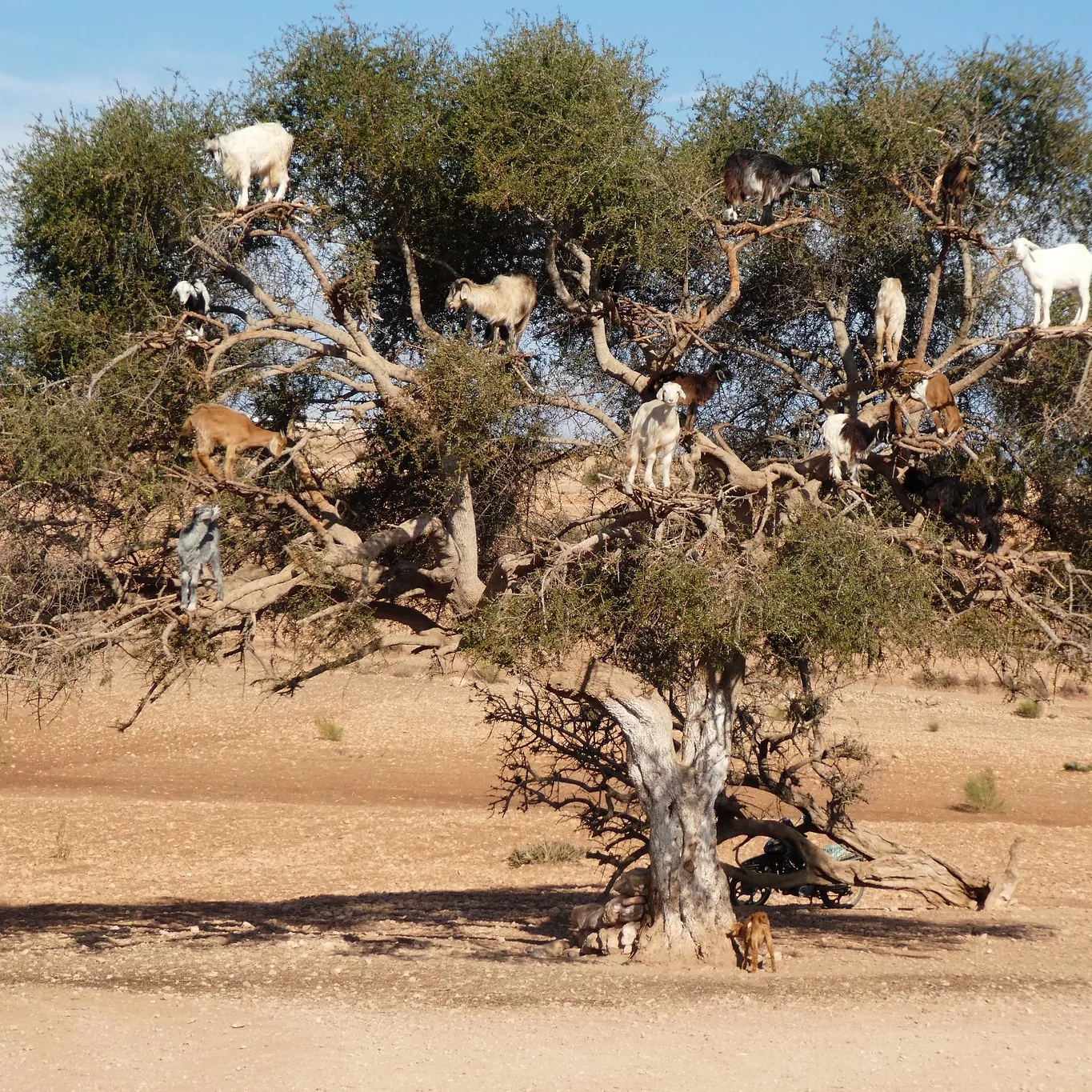 Goats in Argan tree