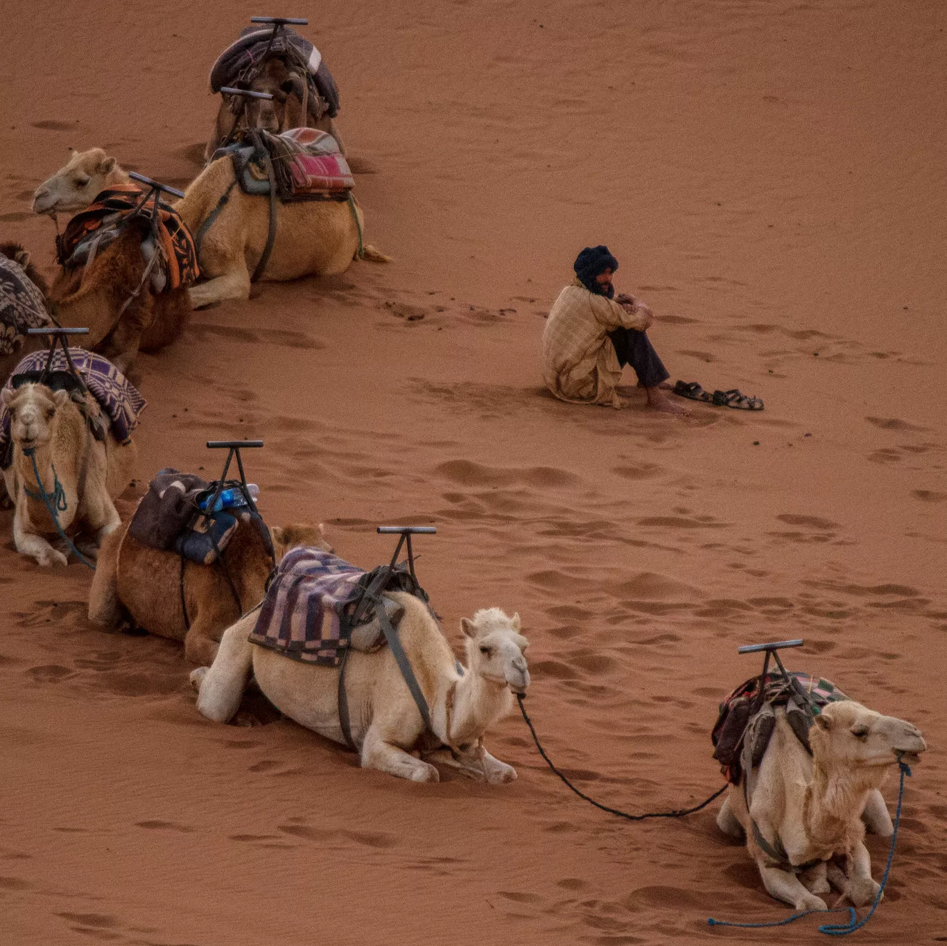 Camels resting in Erg Chigaga