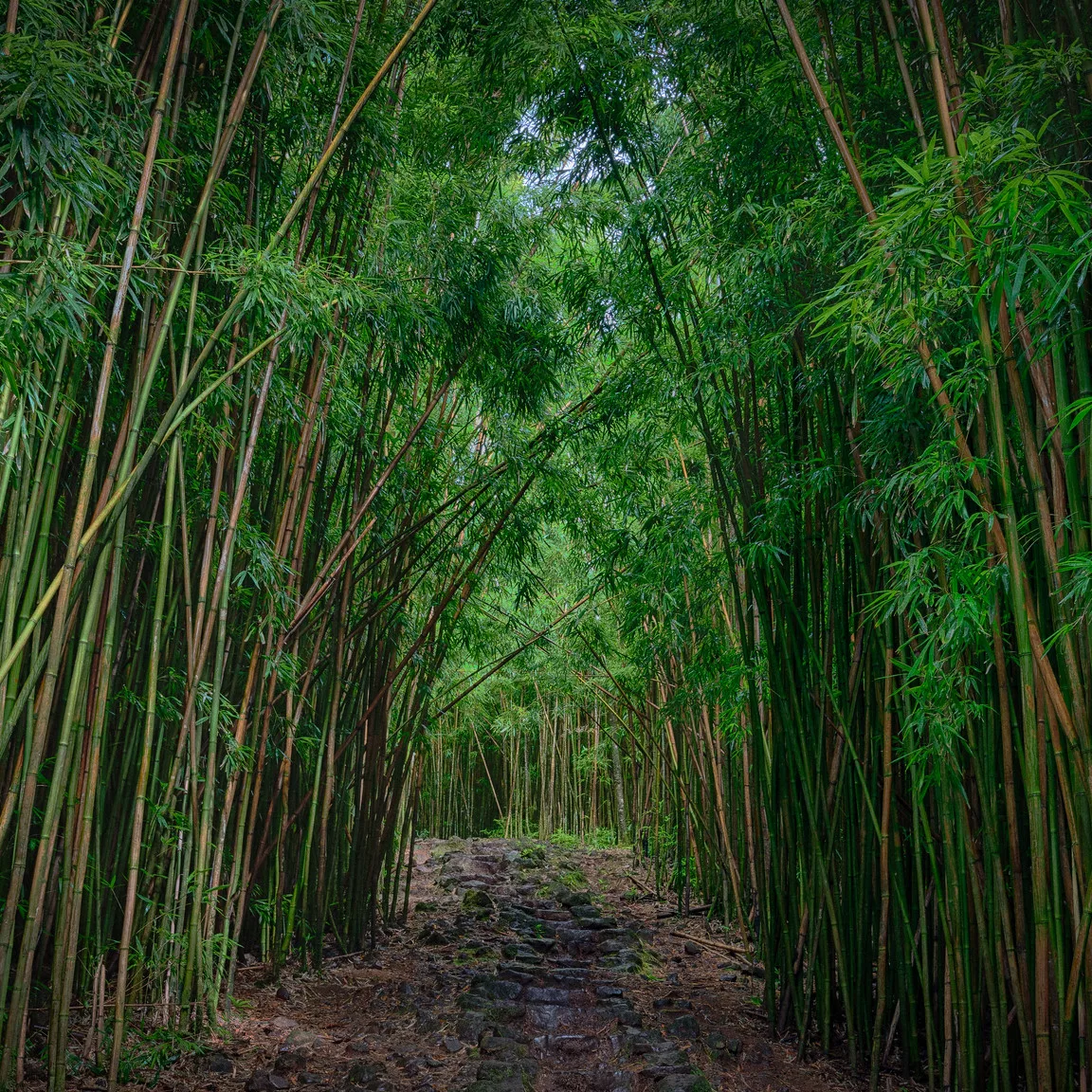 Bamboo Forest of the Pipiwai Trail in Maui