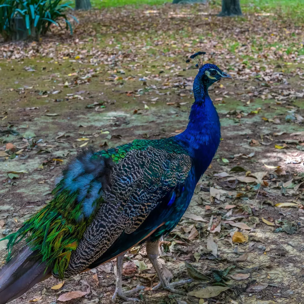Peacock in the Alcazar Gardens