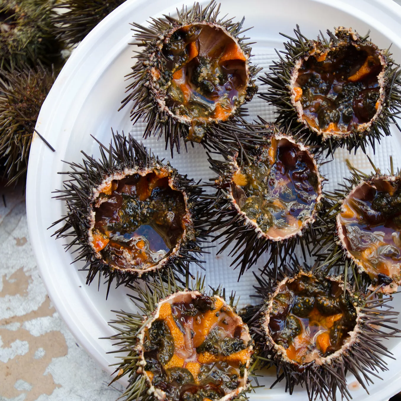sea urchins in cadiz