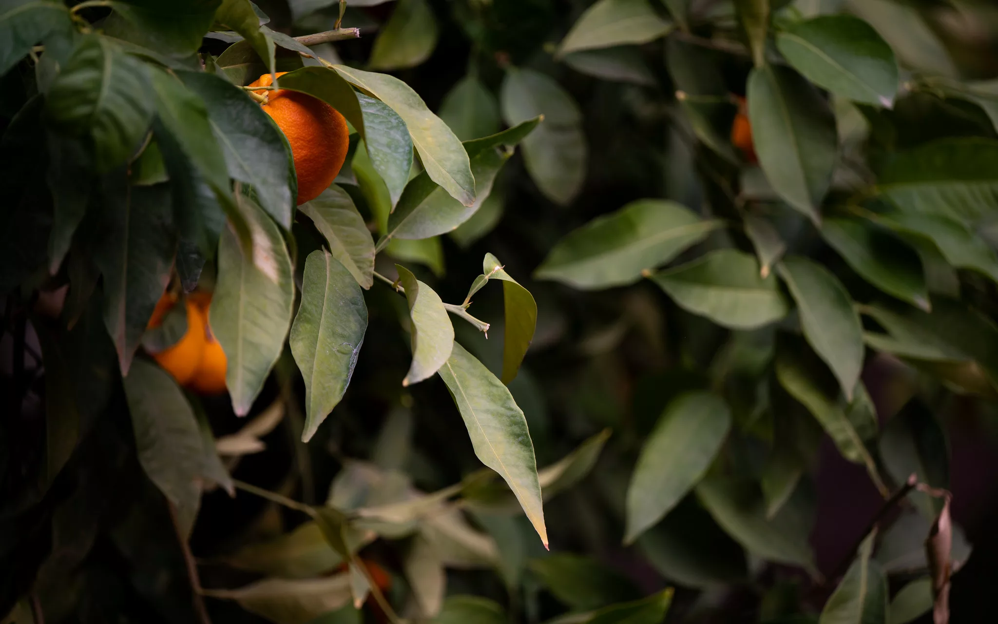 Best Time to See the Orange Blossoms of Seville